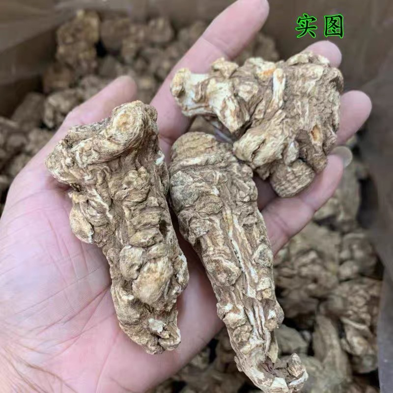 [SZDGT] Angelica Head  当归头